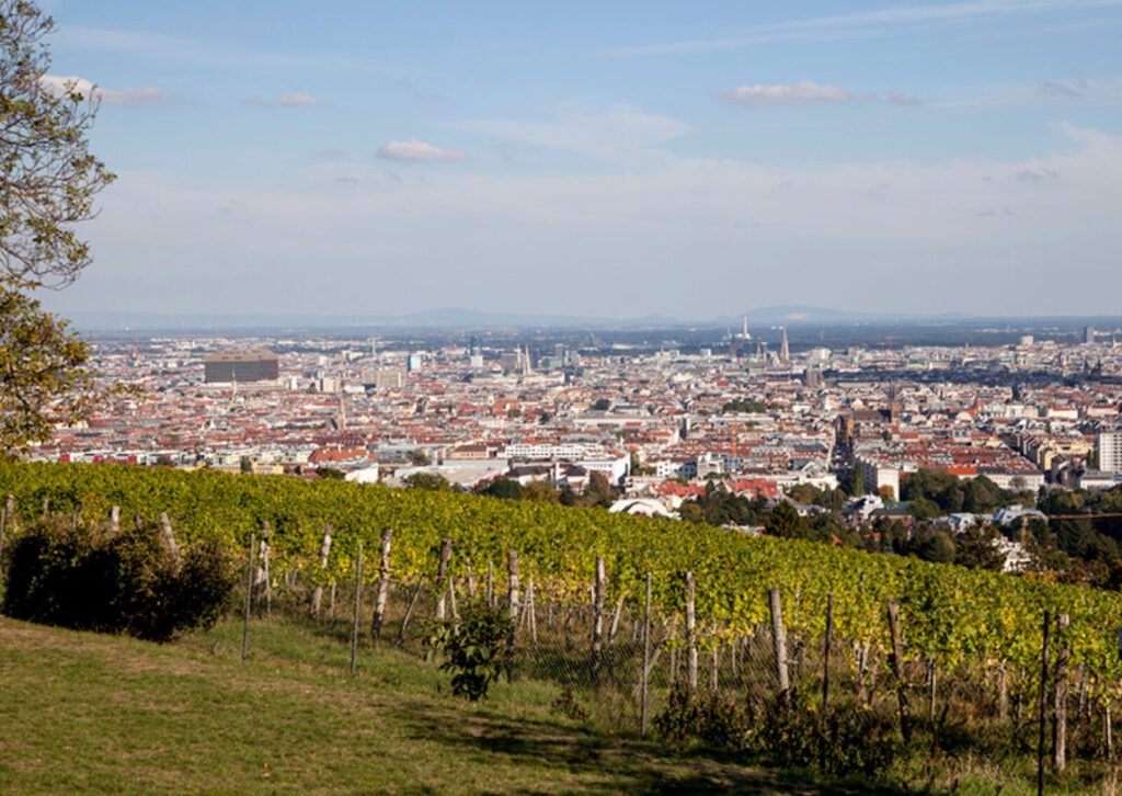 Blick über die Weinberglandschaft des Wilhelminenbergs auf eine weitläufige Stadt mit zahlreichen Gebäuden unter blauem Himmel